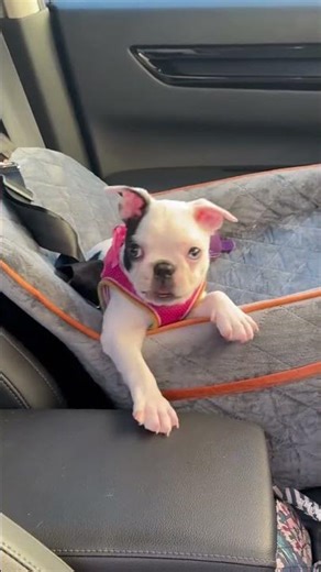 Tiny Puppies, Big Attitude 🐾