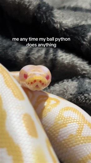 Adorable Ball Pythons: Your Cutest Reptile Companion