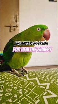 Parrot care tips #parrottimetable #parrotlover #healthyparrot #alexandrineparrot #talkingparot