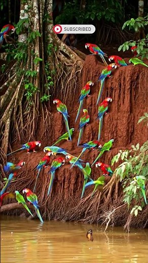 Macaw Frenzy at the Clay Lick | Amazon Rainforest Comes Alive #wildlife #forest #birds
