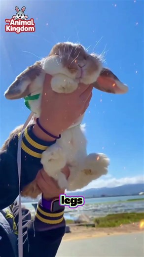These Rabbits Hate Being Picked Up (Most Owners Get This Wrong)