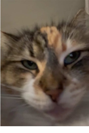 😾#catmeme #funnycat #cats #catsoftiktok #cat