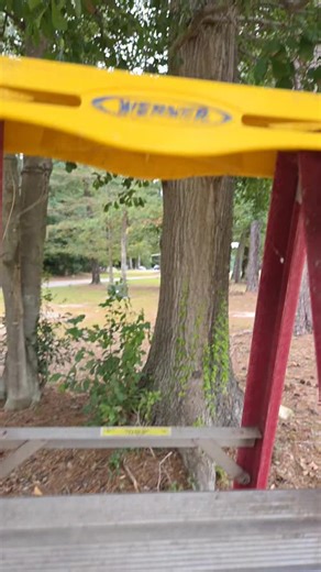 Understanding the European Hornet Species