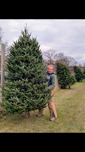 Premium Christmas Trees 🌲🌲🌲 Our tree lot is full of gorgeous premium fresh cut trees ranging from 5 feet to 10 feet tall! Stop by to find the perfect tree to make your Christmas magical ✨ Tree varieties available: 🌲Balsam Fir 🌲 Fraser Fir 🌲 Cook Fir *Our prices are the same as last year, with everything going up in the world it's nice to keep one small thing consistent, so that it may have a bigger impact this holiday season for those looking to shop local and support our farm as well as o
