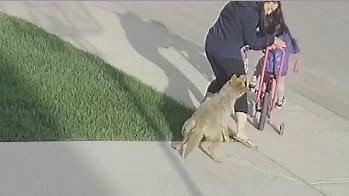 Security camera footage shows a coyote biting Nicole Au in Nolan Hill in northwest Calgary.