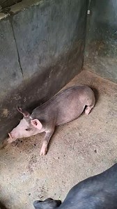 Sa mga nangita dira letchonon nga 30kg to 40kg Naa patay availba 2 kabook! PM lang sa price. | Reovin Jay Bularon Caralde