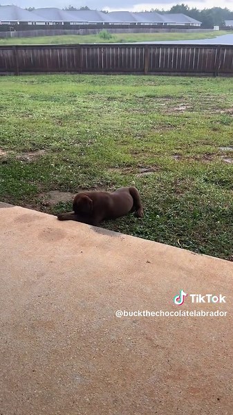 Grizz The Chocolate Lab on TikTok