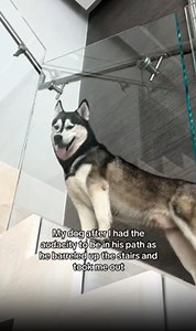 My husky simply does not care