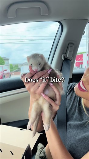 Does a Ferret Bite? How to Get Your Ferret to Trust You