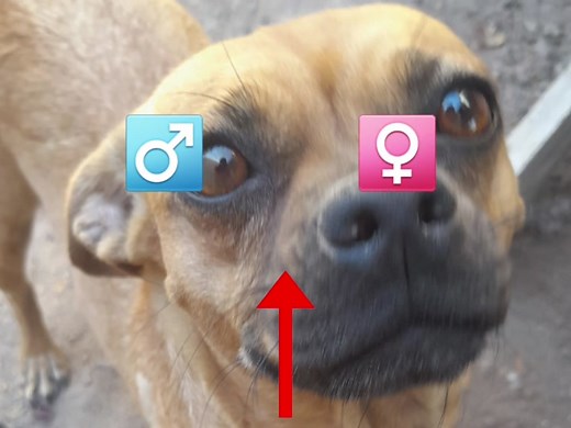 #coconut #dog #coco #ilovemydog #imacoconut