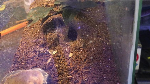 Feeding the #obt #orangebiteything #pterinochilusmurinus