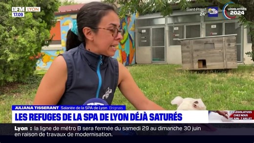 Lyon: les refuges de la SPA sont déjà saturés