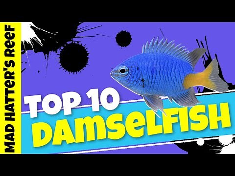Top 10 Damselfish