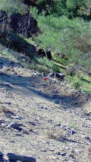 Running Full Speed… Then THIS Happened #huntinglife #buckhunt #wildanimals #wildliferescue