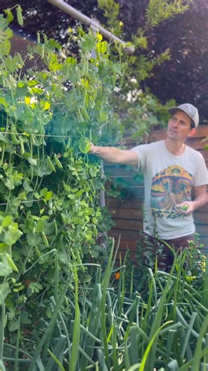 Seattle Urban Farm Co | Garden Creators on Instagram: "Planting peas from transplants! We like to direct so and plant peas from transplants. There are benefits and drawbacks to both techniques: - Planting peas from seed is generally more simple, but the tiny seedlings are often more susceptible to damage from birds and other pests. - Growing pea transplants from seed takes a little more effort, or if you don’t grow them yourself, transplants are generally more expensive than seed, but we often f