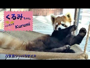 ハンモックでリラックス♡くるみちゃん [八景島シーパラダイス] レッサーパンダ