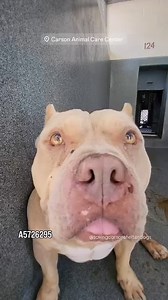 10K views · 848 reactions |  Adopted  A5726295 ✰ Tonka -9/13/25-...