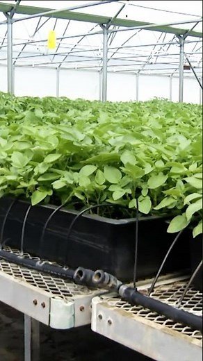 How do the engineered plants from Valley Tissue Culture get moved to the greenhouse?