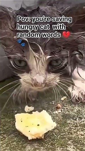 POV: You're Saving Hungry Cats with Random Words - Here's How!#Cats #AnimalWelfare #HelpCat #rescue