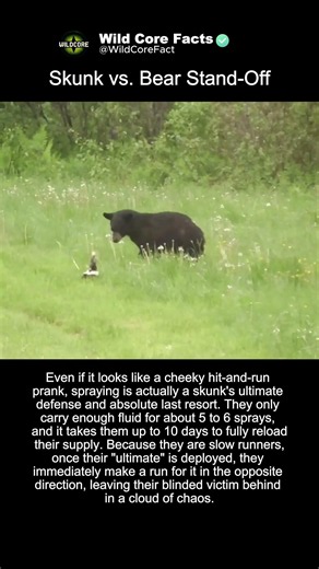 Skunk vs Bear Stand Off #nature #funny