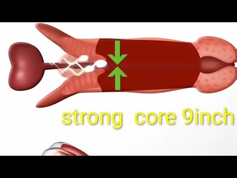 Strong Core Exercise in 3D | How Core Muscles Work Inside Human Body