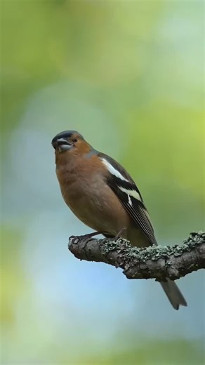 Birds Perfection on Instagram: "which one is your favorite? ❤️ By @ibhelleswildlife"