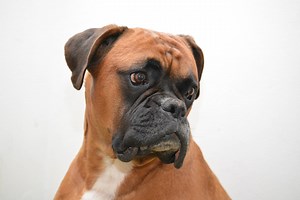 Love Boxer Dogs? Boxer Dog Training Tips, Including Boxer Puppy Training!