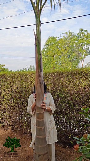 Hello, facebook fam! 😃 Today, I am excited to share with you an amazing eco-friendly DIY project - a Palm frond hanging planter 🪴😍 that will not only add a touch of nature to your home decor but also help reduce your carbon footprint. 💕 I hope you will enjoy this tutorial and feel inspired to try it out yourself. 😊 Also, I wanted to let you know that the beautiful dress I'm wearing is from the page of @fashionfloorindia 🤩. You should check it out for some amazing collections. 😊 If you giv