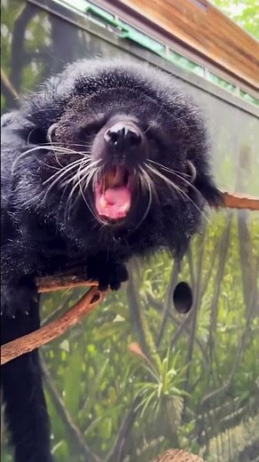 Binturong : Climber of Southeast Asia