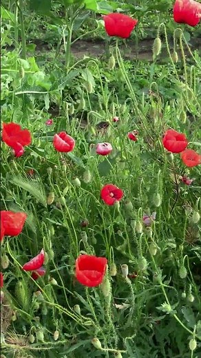 Dancing Red Poppies in the Summer Breeze 🌺 #NatureRelaxation #poppyfield
