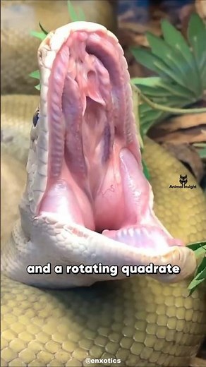 HOW Snakes EAT PREY BIGGER Than Their Heads | Snake Swallowing Explained #animalfacts