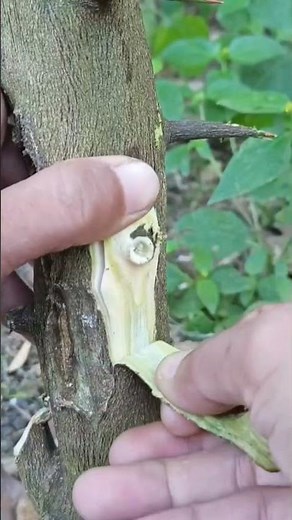 Replacing thorns with active buds🌳🌳 #fruitfarming #plantations #grafting