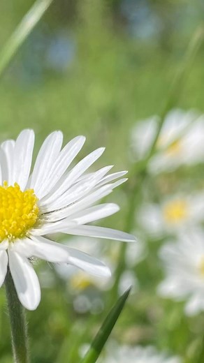 Spring Miracles 🩷#spring#cycling#2025#unconditonallove #horses#bycicle #springblossoms #womanphotographer #sunlight #sunshine #creativity #innerpeacejourney | Wendy Mac Dougall