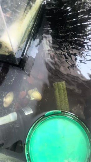 草龟墨化 养草龟必须养公草，就是看它慢慢墨化，十年左右的公龟基本就是通体炭黑，公草还有一个好处就是个头小，长不大，干净没有异味。#龟 #自家养龟#草龟墨化