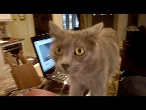 My cat listens to cat & dog sounds on computer