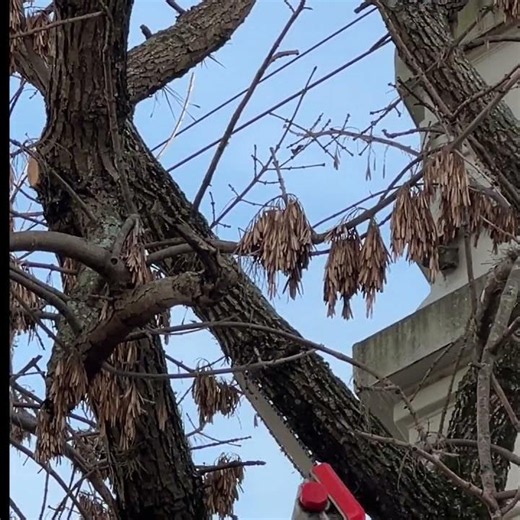 ASI PODAN LOS ARBOLES DE LA CIUDAD