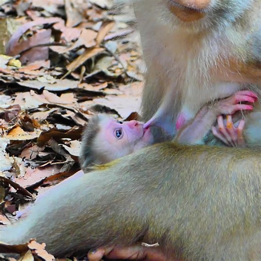 Adorable Baby Monkey Attempts to Walk with Leaves