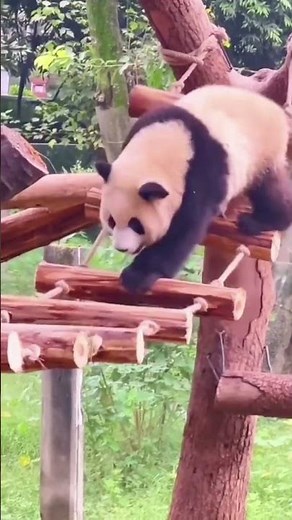 Pandas Doing the Funniest Fails Ever! 🐼🤣 You Won't Stop Laughing!