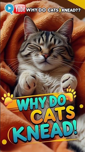Why Cats Knead (and Why It’s So Cute)