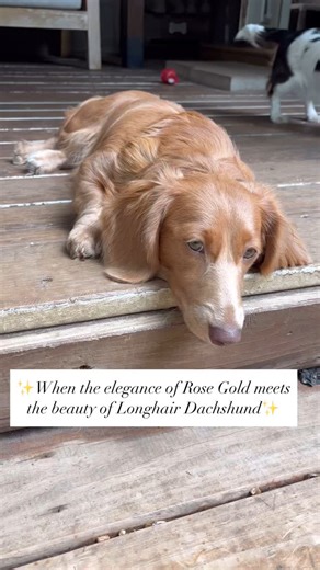 I don’t usually give my dogs a middle name but I couldn’t resist with her🤭😆This beautiful girl is actually an Isabella based red longhair dachshund. Her green eyes are so stunning and thick plush coat will continue to grow in over the next year. Dachshunds can come in so many different beautiful shades of red. It’s classic dachshund❤️‍🔥♥️❤️ | Ruffhouse Dachshunds