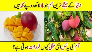 World Most Expensive Mango Price 4 lac #expensivemango #mangoes | Amazing Info