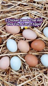 1.4K views · 24 reactions | If you’re looking for the best egg laying...