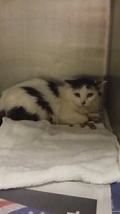 RESCUED! TATUM - ID #A155596 Female / age undetermined Cage # G16 CONFISCATE / OWNER DIED In Date: 9/26 Out Date: 10/3 Tatum is a cute black and white long haired girl. She had no problem with me petting her but you could tell she is afraid and sad about her separation from house mates and loss of her owner. 14 cats were confiscated from a home where their owner unfortunately passed away. Many of these are older, a few younger, and some with a few defects that certainly do not affect them from b