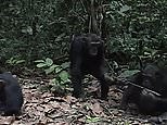 Video: Chimpanzees communicate with gestures in the Goualougo Triangle | Daily Mail Online