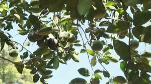 Nutmeg tree with green fruits and leaves. Ripe and unripe organic nutmeg seeds growing in a lush tree. Tropical spice in the genus of Myristica. Nutmeg seed is used for medicinal and cooking purposes