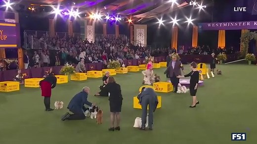 Westminster Dog Show 2022: Photos and Highlights (Published 2022)