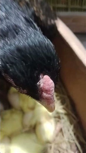 Hen hatched cute baby duck chickens
