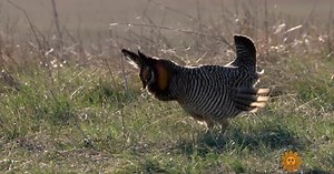 Nature: Greater Prairie Chickens in South Dakota