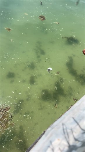 549K views · 13K reactions | Back from Sunday mass to a little fishing competition between me and my Mimo  When they say life in the island is easy, its actually really this easy pulling in free food out of my bedroom window 藍 | Robert Bob Binoka | Facebook