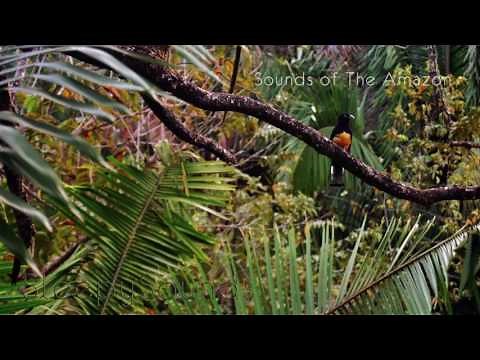 Jungle Birds and Crickets: Sounds of the Amazon – 9 Hour Soundscape for Ambience, Sleep
